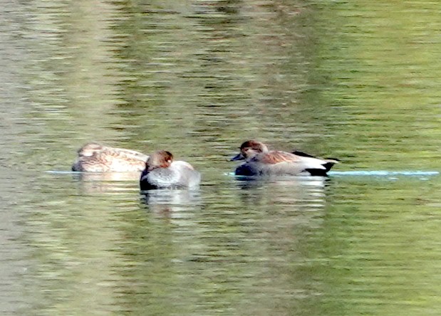 Gadwall - ML289309691