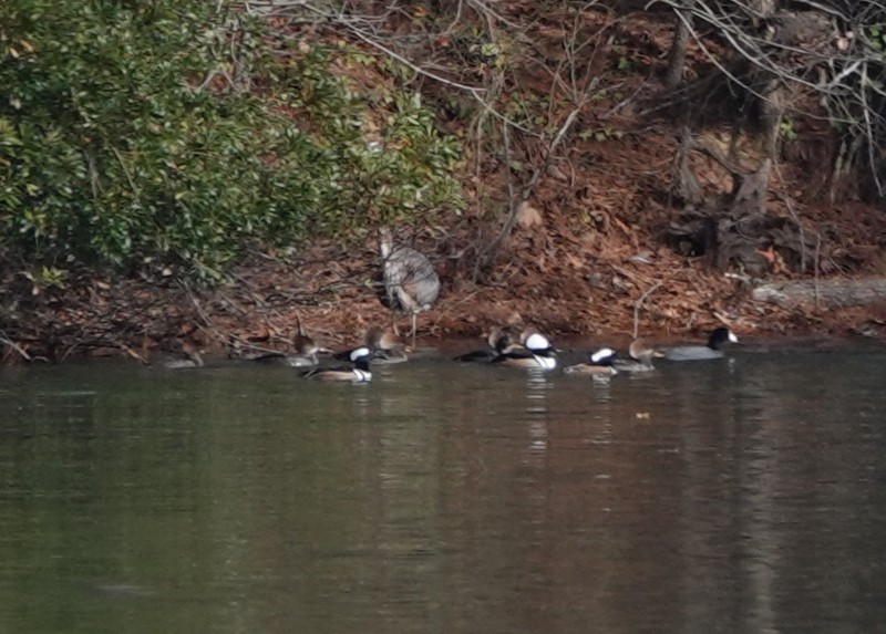 Hooded Merganser - ML289309811