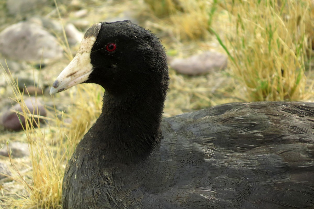 American Coot (Red-shielded) - Diane Drobka