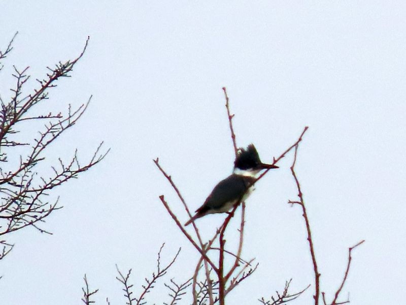 Belted Kingfisher - ML289310121