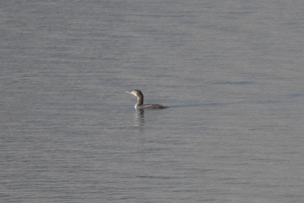 Plongeon à bec blanc - ML289310161