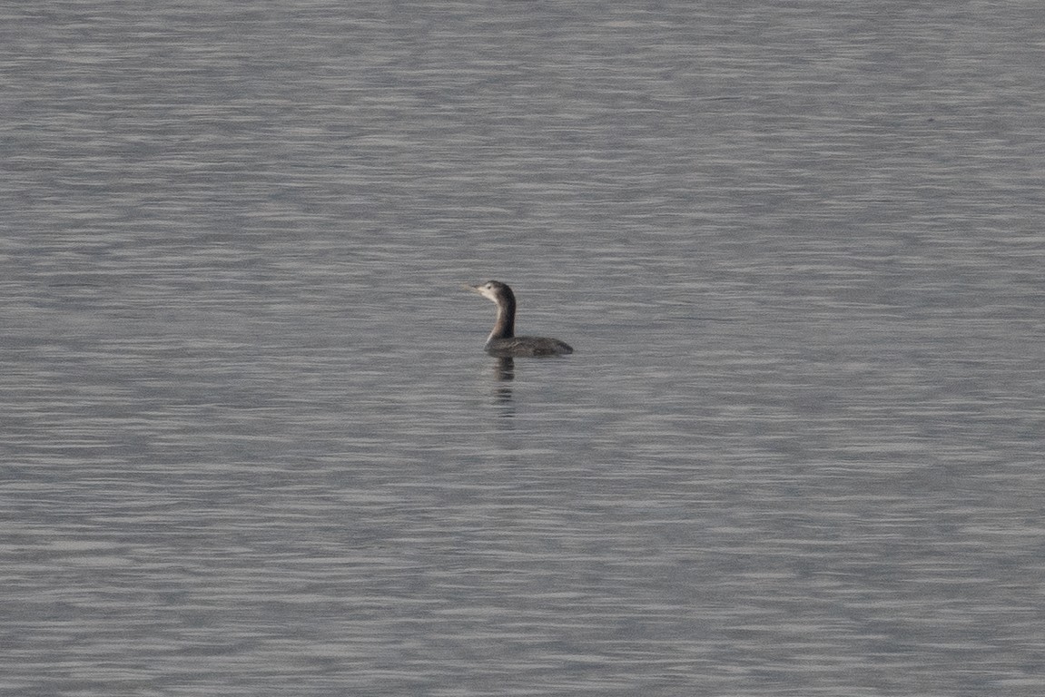 Yellow-billed Loon - Ross Bartholomew