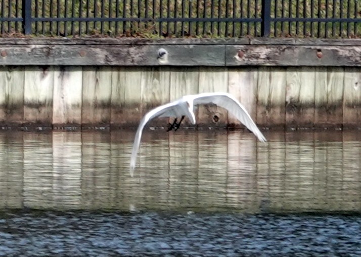 Great Egret - ML289311941