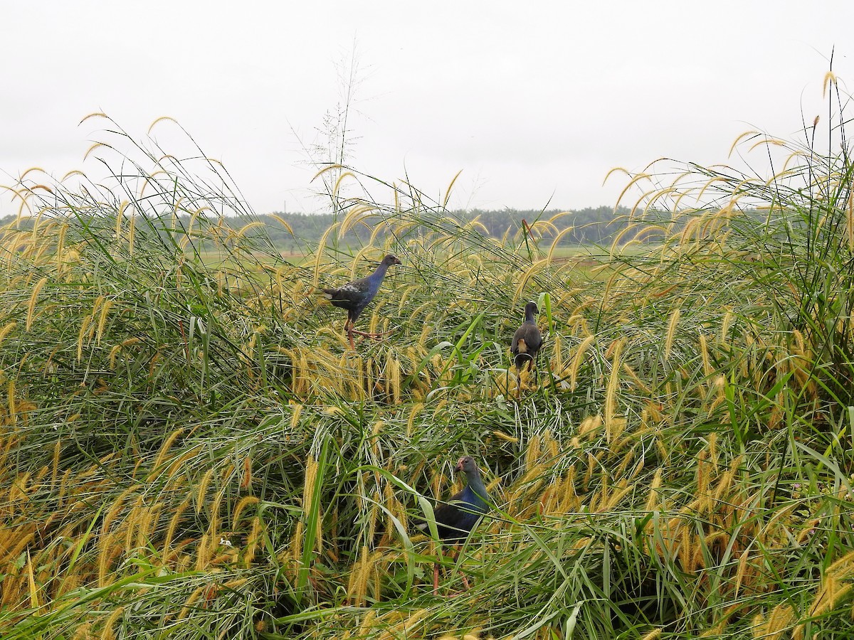 Gray-headed Swamphen - ML289312321