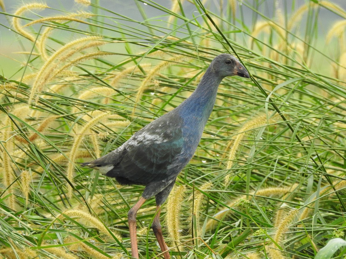 Gray-headed Swamphen - ML289312421