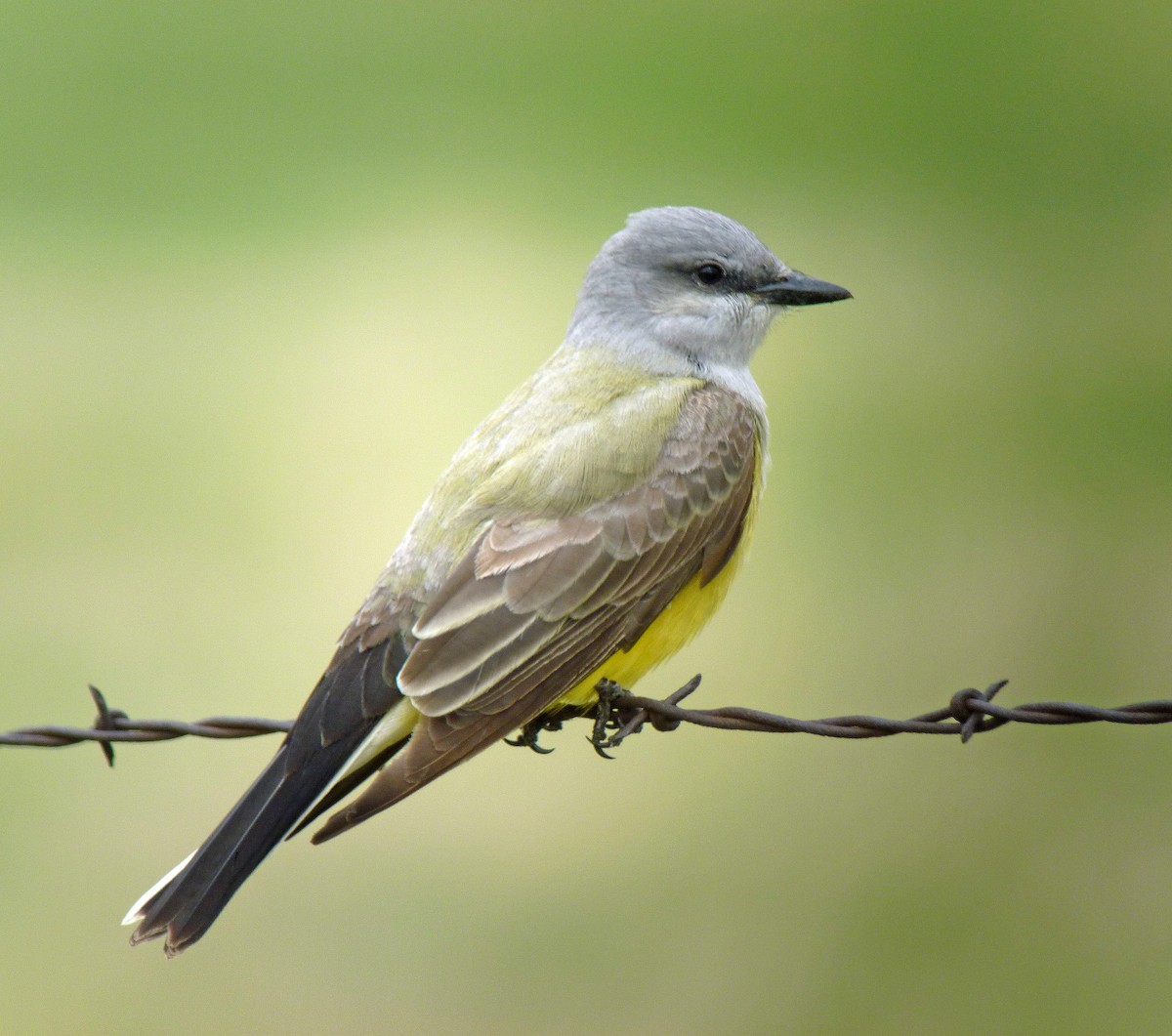 Western Kingbird - ML28931311