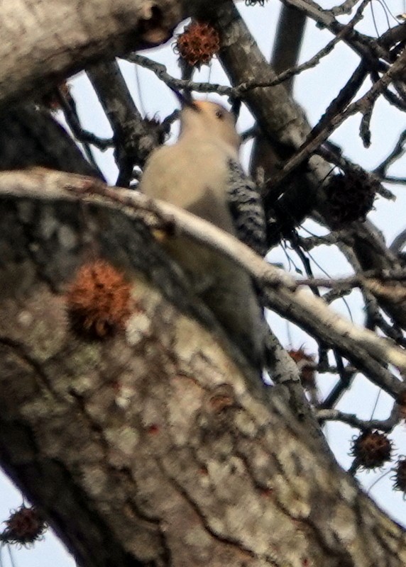 Red-bellied Woodpecker - ML289313271