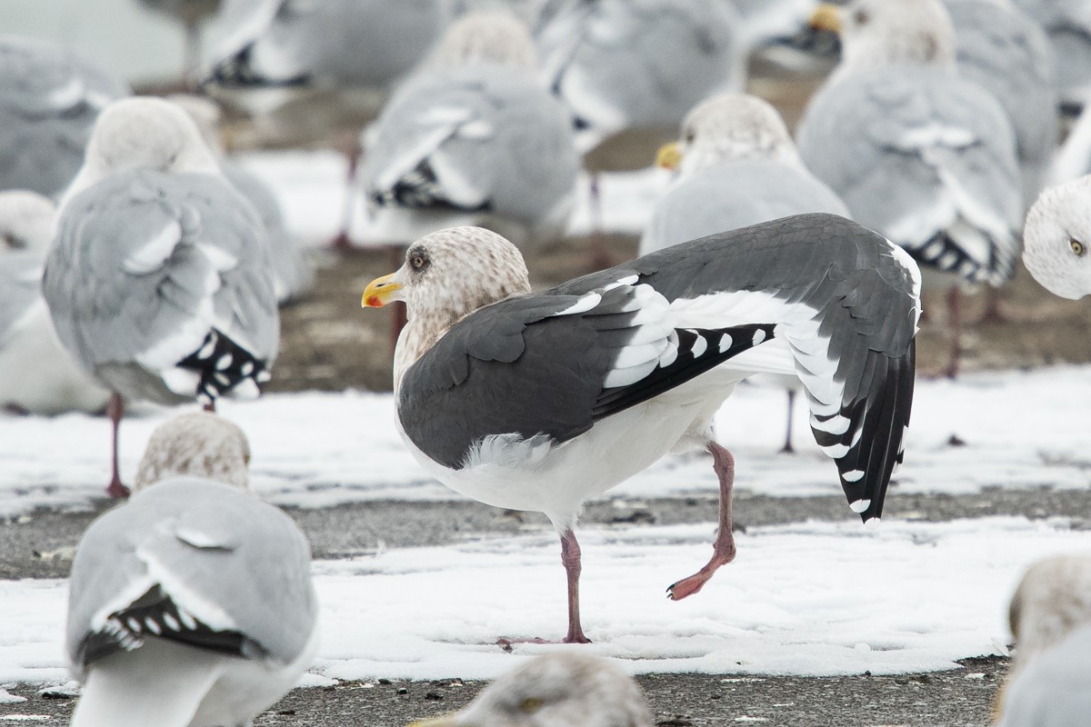 Slaty-backed Gull - Ryan Griffiths