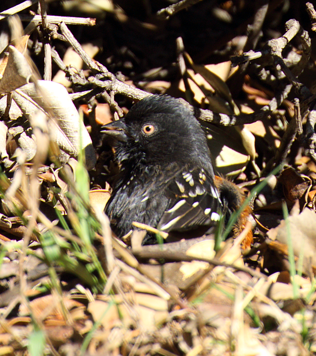 Spotted Towhee - ML289315711