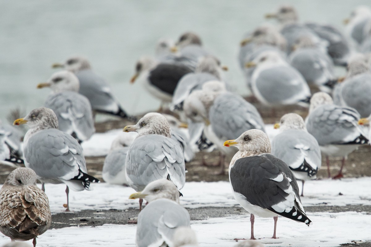 Slaty-backed Gull - Ryan Griffiths