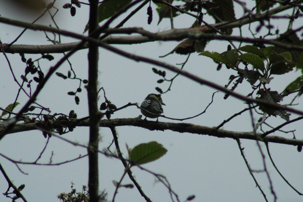 Barred Becard - ML289316701