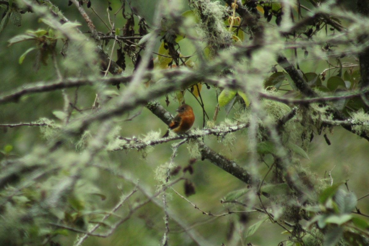Cinnamon Flycatcher - ML289317171