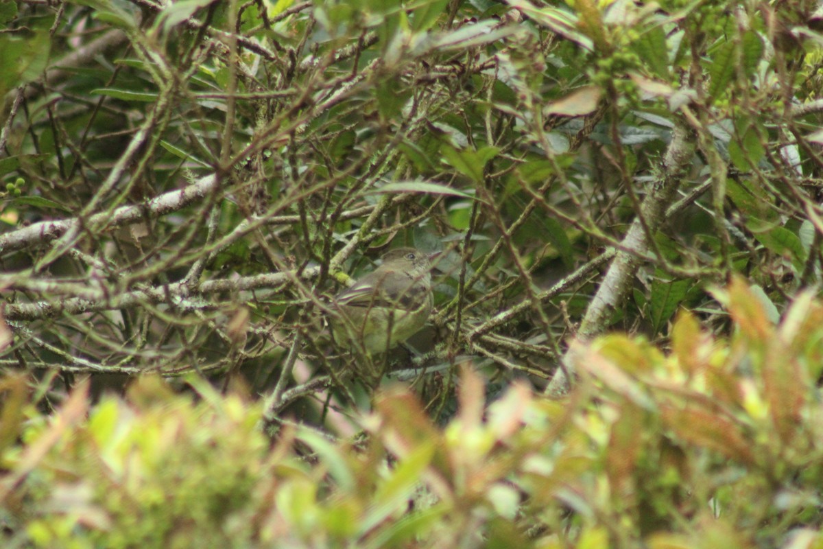 Sierran Elaenia - ML289317701