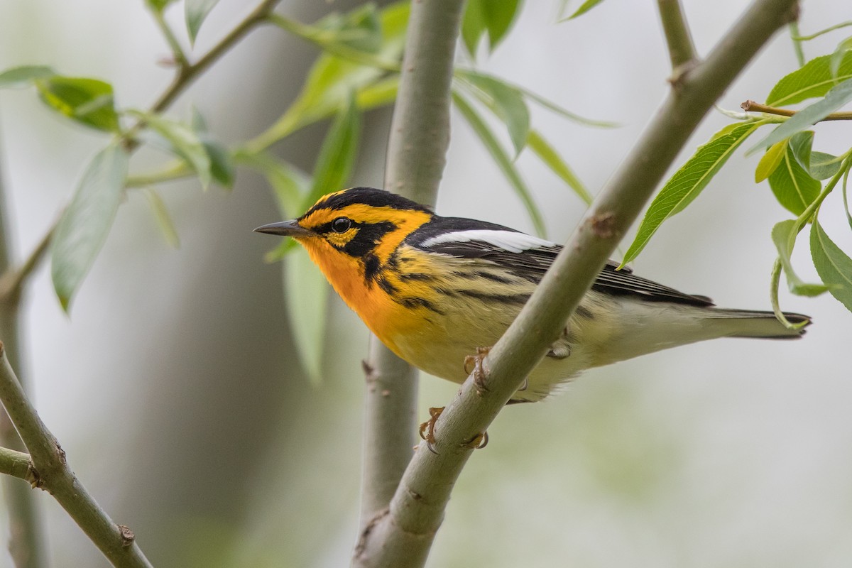 Blackburnian Warbler - Adam Jackson