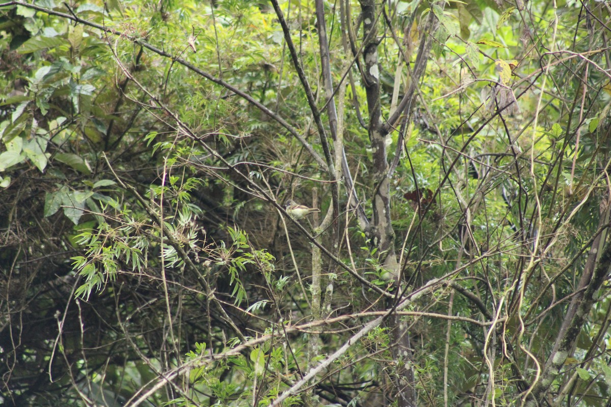Tawny-rumped Tyrannulet - ML289318141
