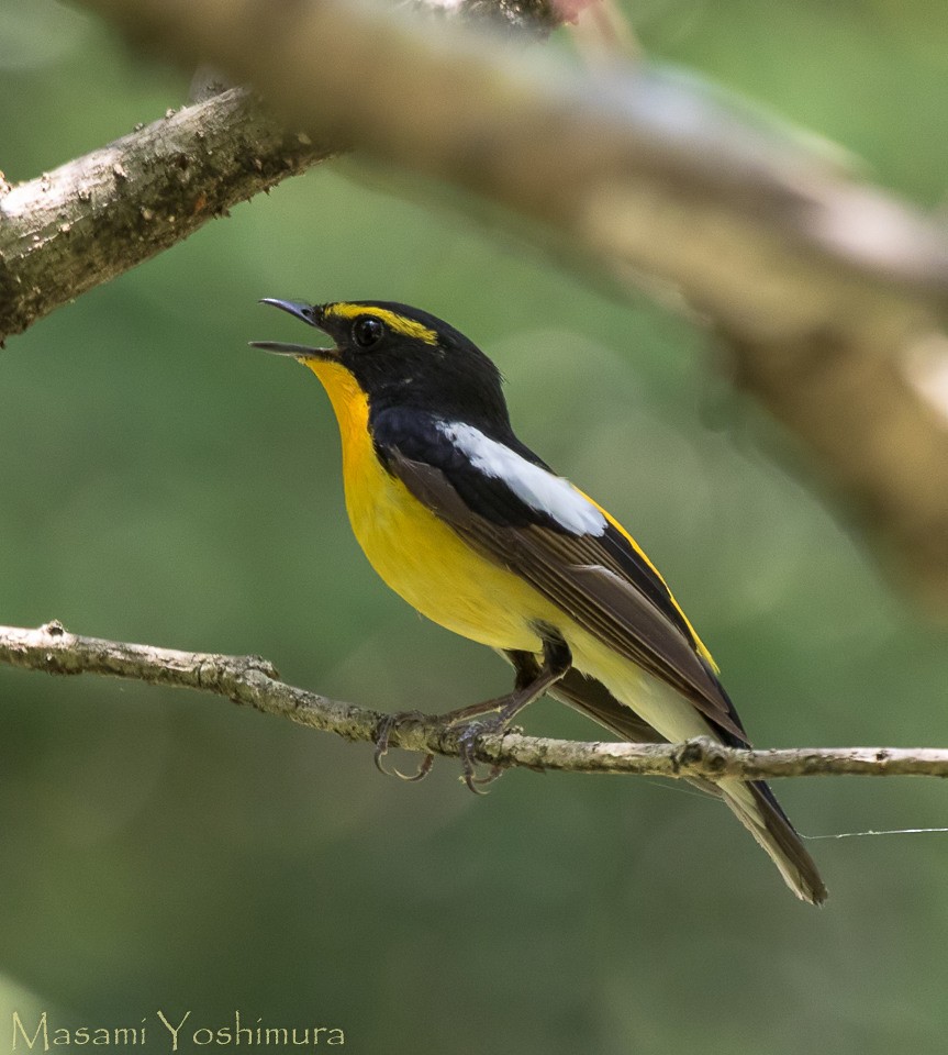 Narcissus Flycatcher - ML28931831