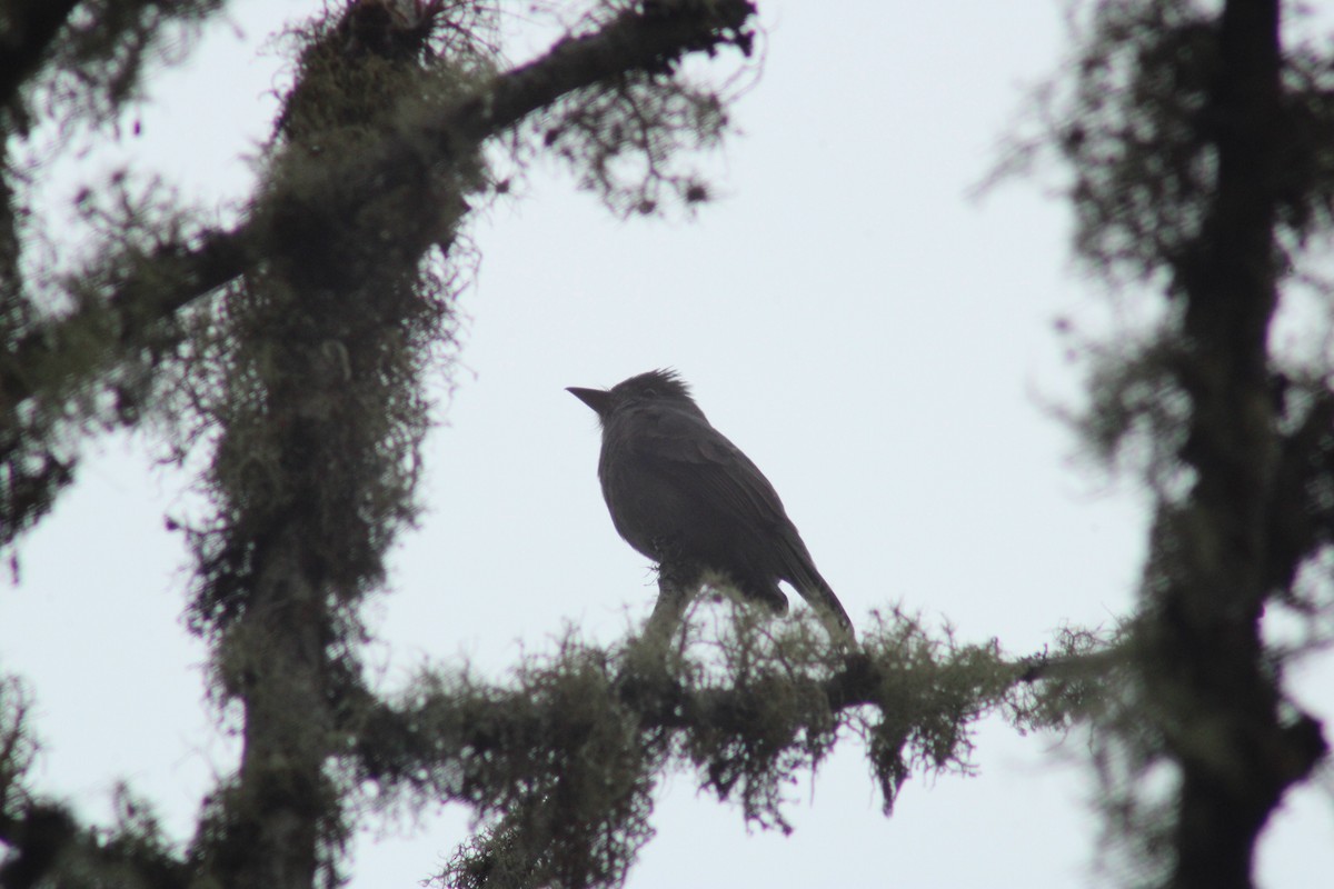 Smoke-colored Pewee - ML289318331