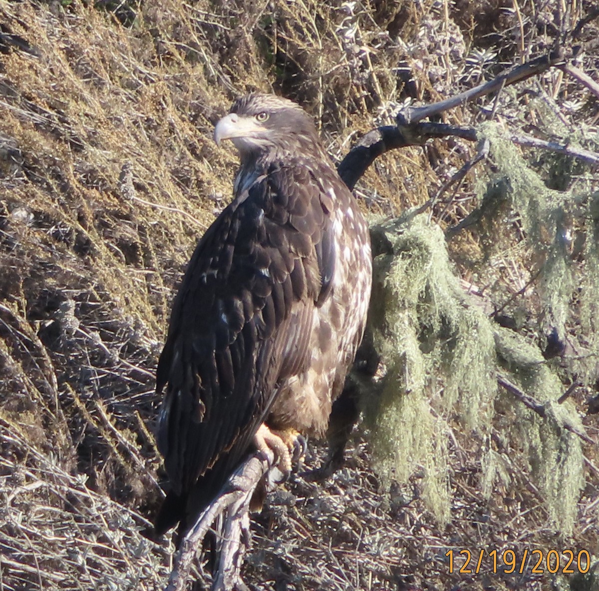 Bald Eagle - Mark Holmgren