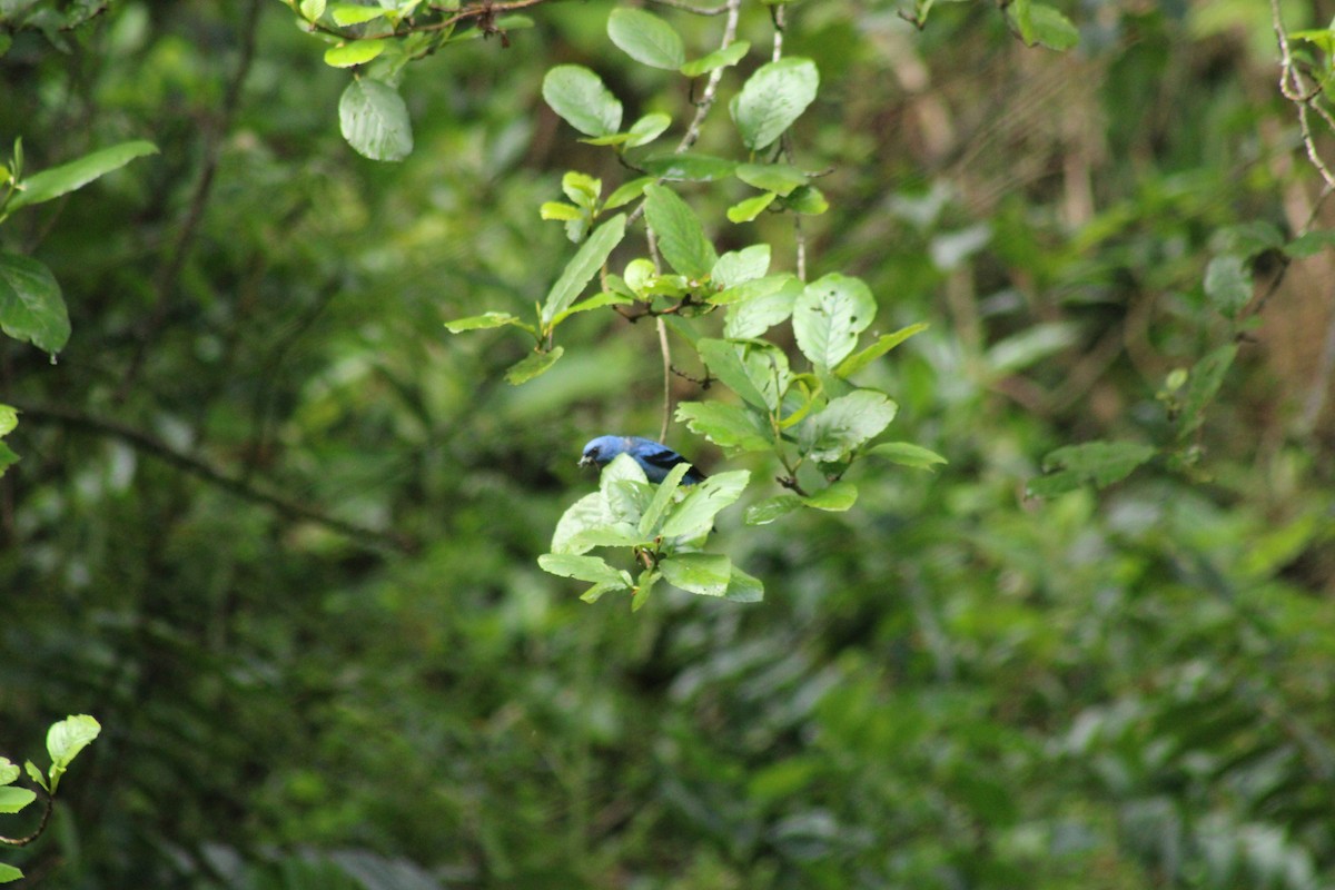 Blue-and-black Tanager - ML289321001