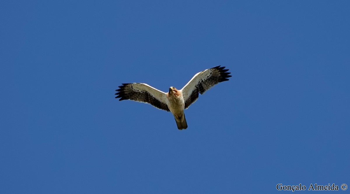 Booted Eagle - ML289321071