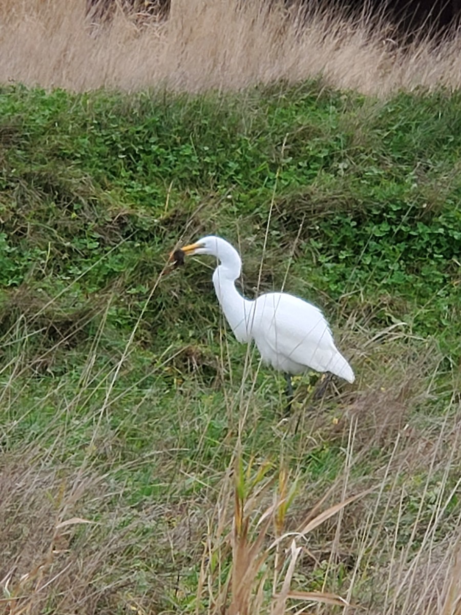 Great Egret - ML289321651