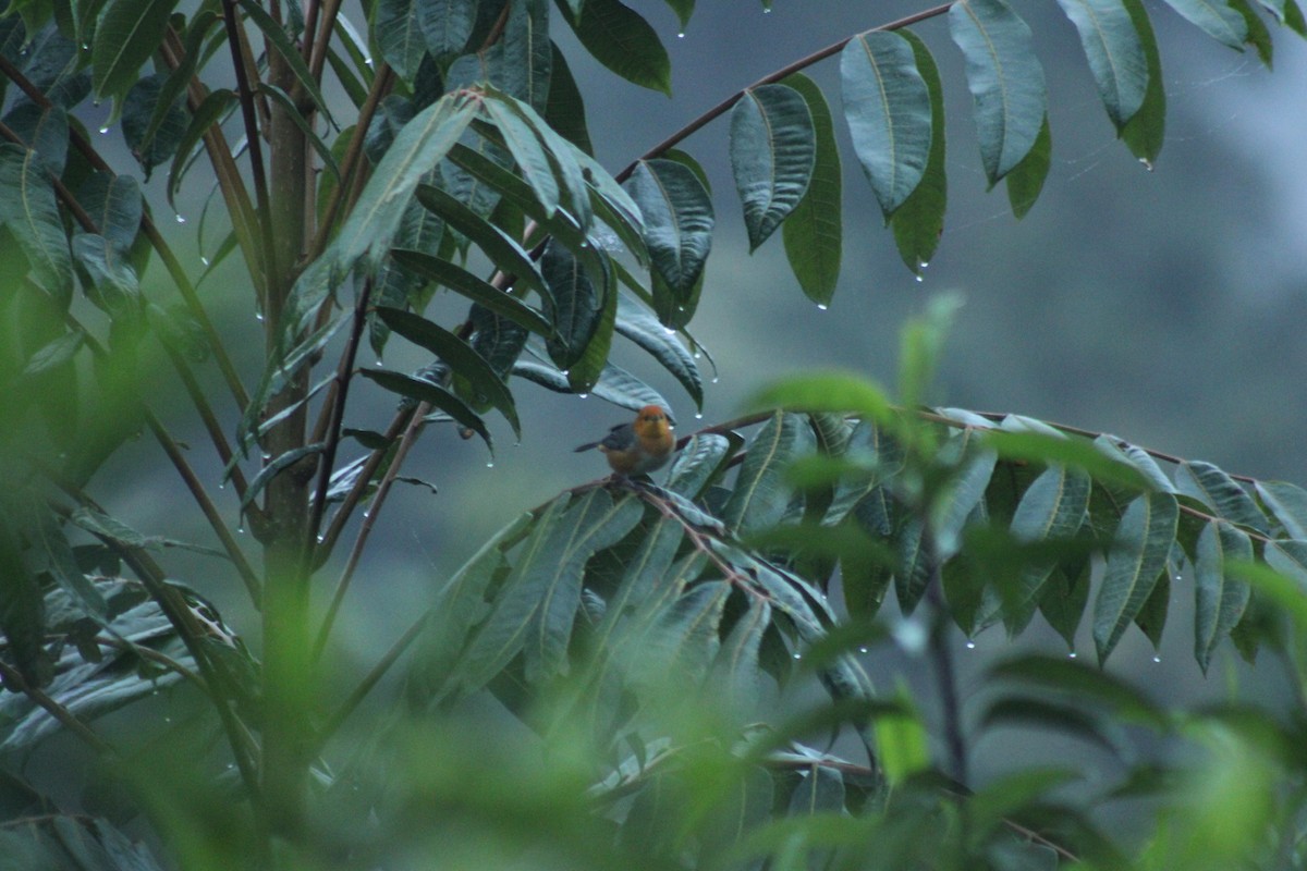 Rufous-chested Tanager - ML289321671