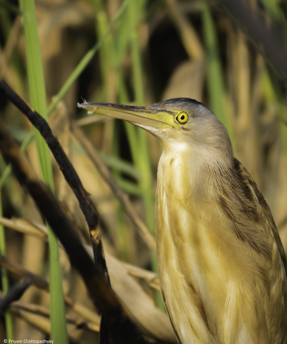 Yellow Bittern - Priyam Chattopadhyay