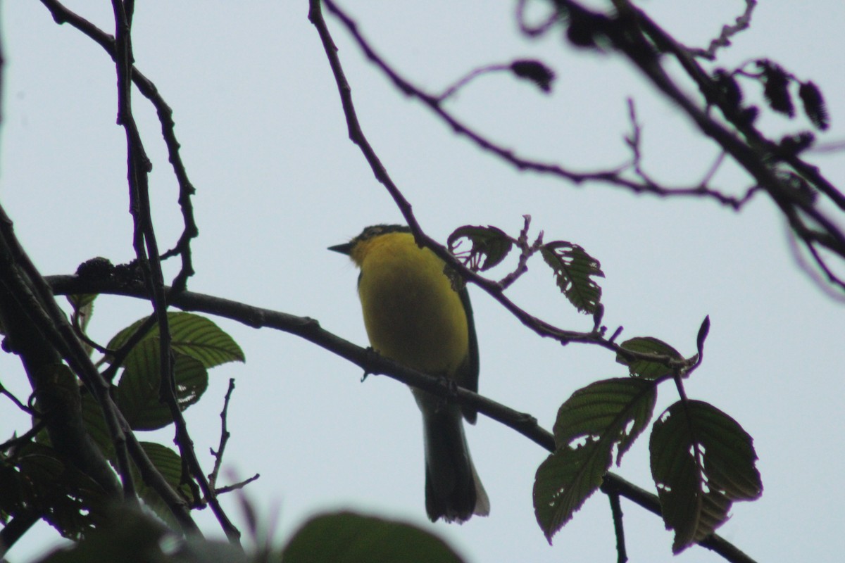 Spectacled Redstart - ML289321891
