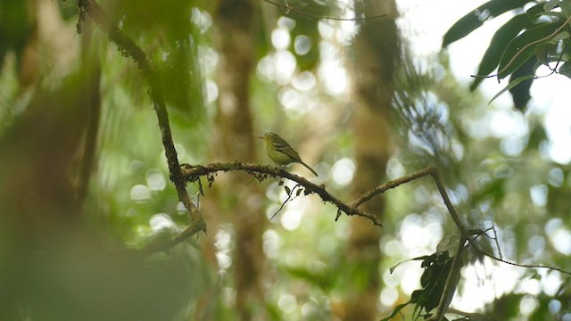 Spectacled Bristle-Tyrant - ML289322591