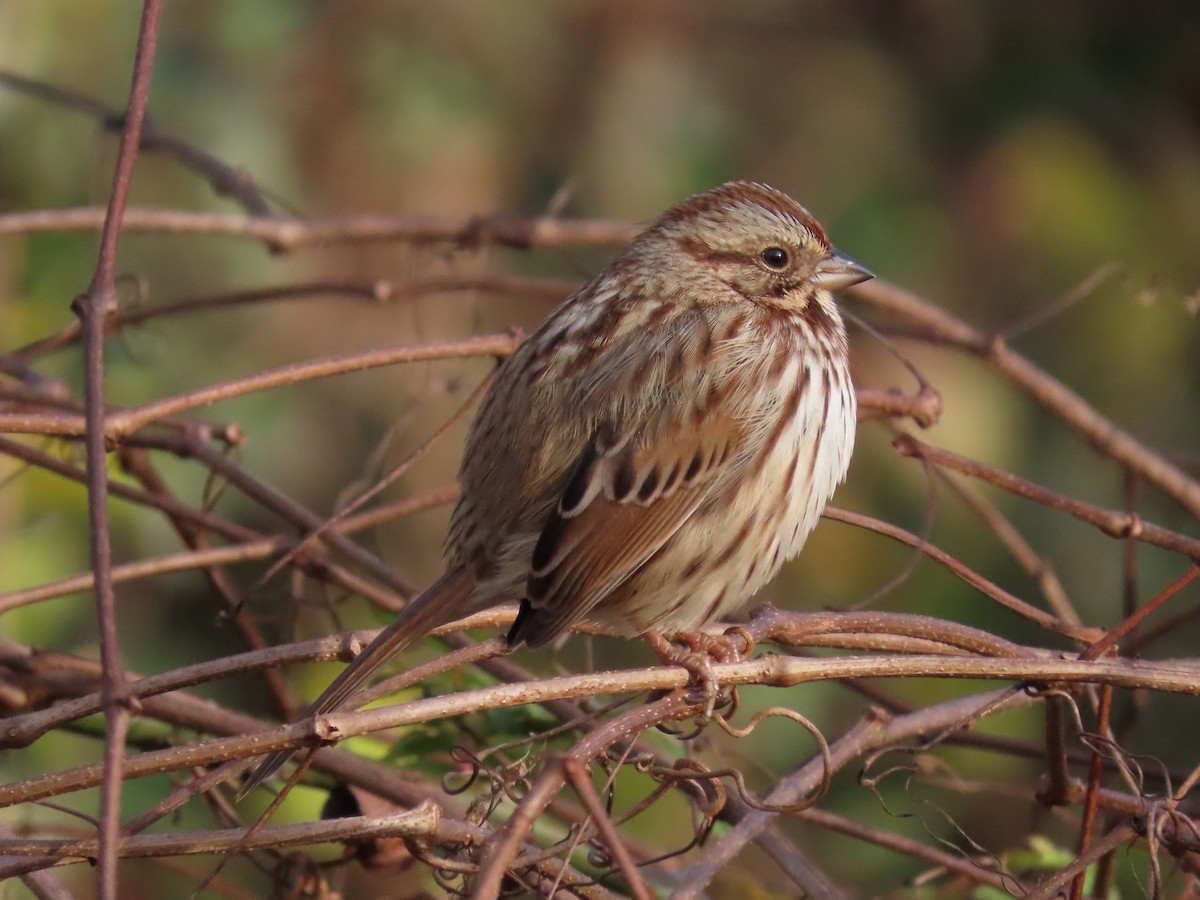 Song Sparrow - ML289323581