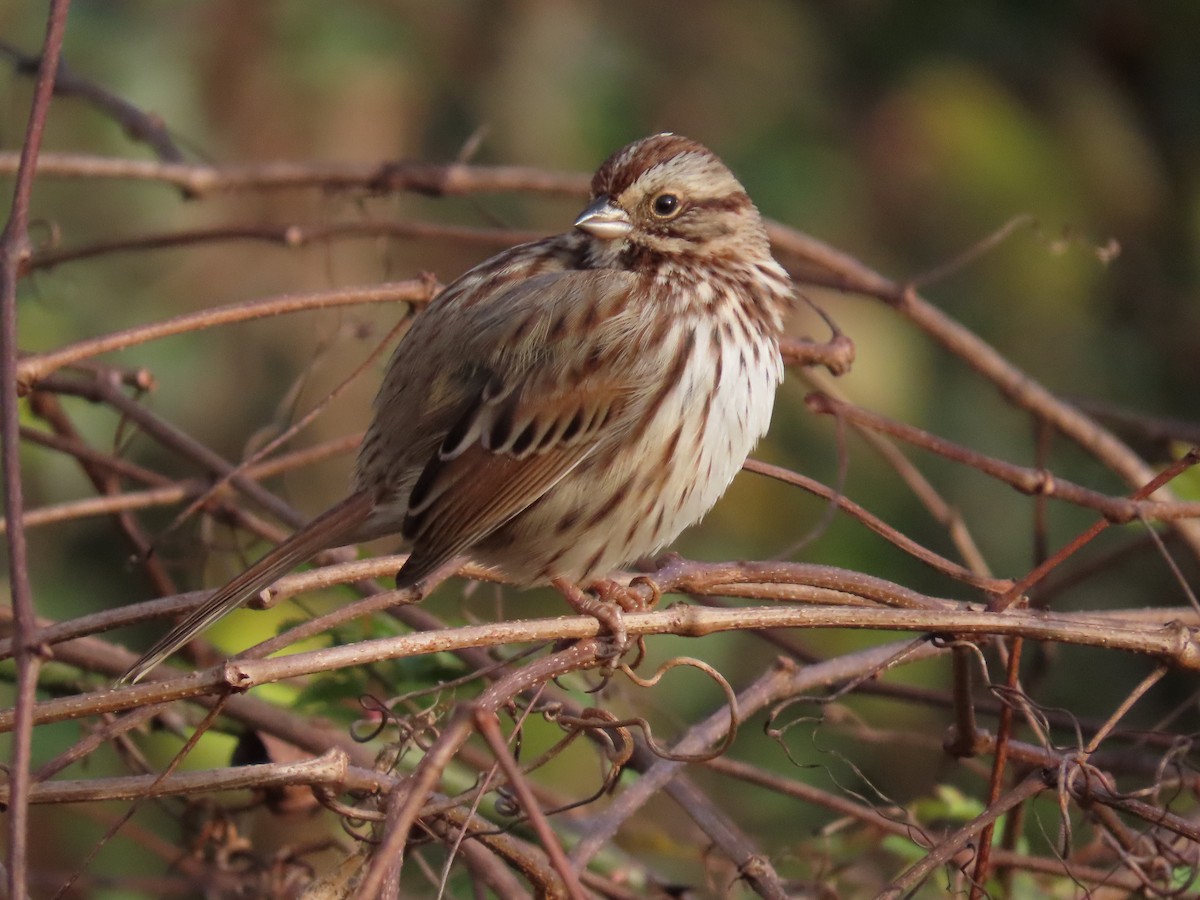 Song Sparrow - ML289323591