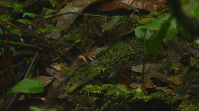 Banded Antbird - ML289324731