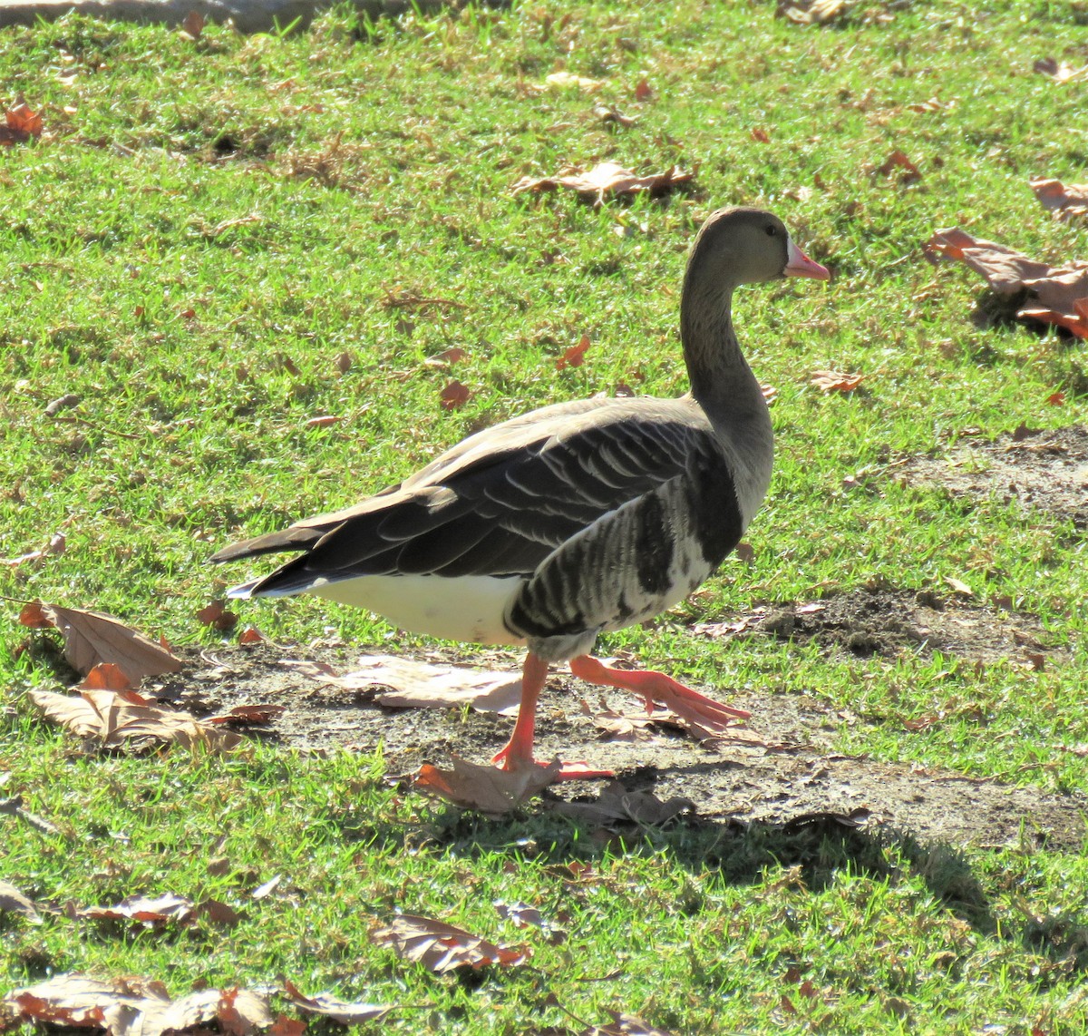 Greater White-fronted Goose - ML289325341