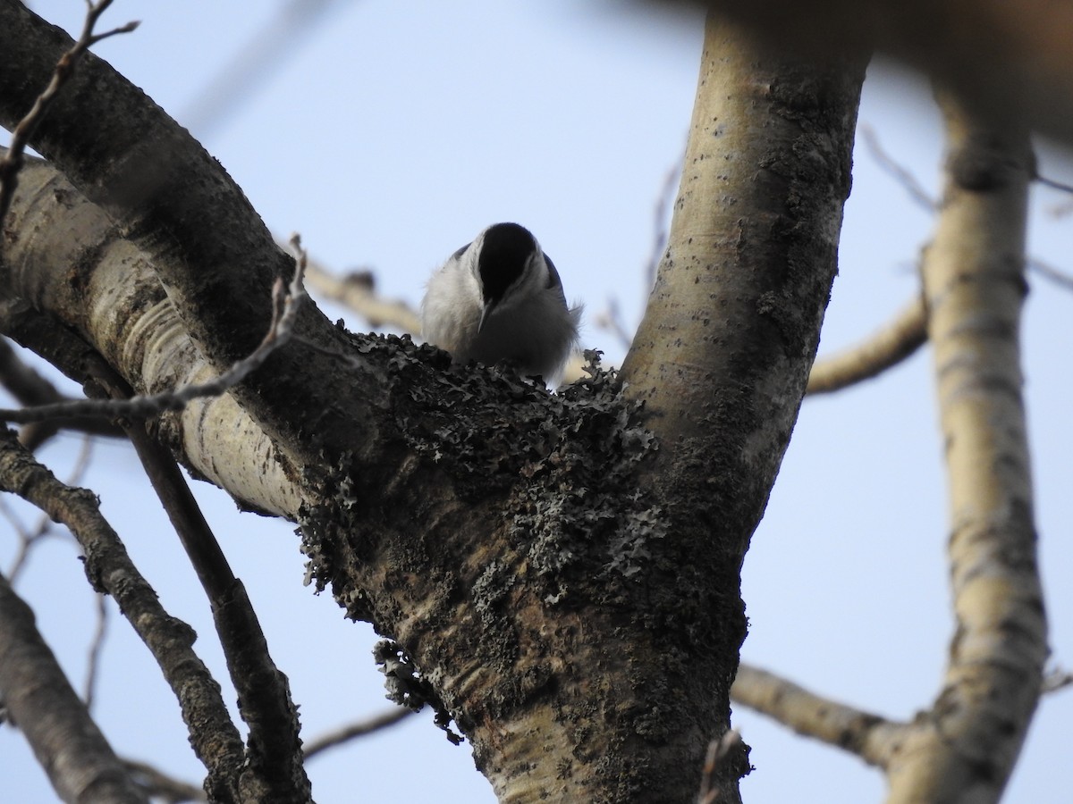 White-breasted Nuthatch - ML289325431