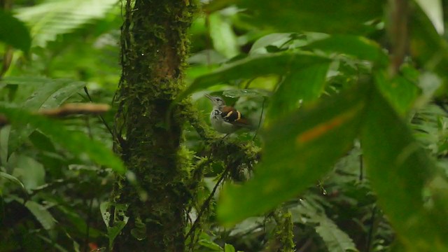 Banded Antbird - ML289325961