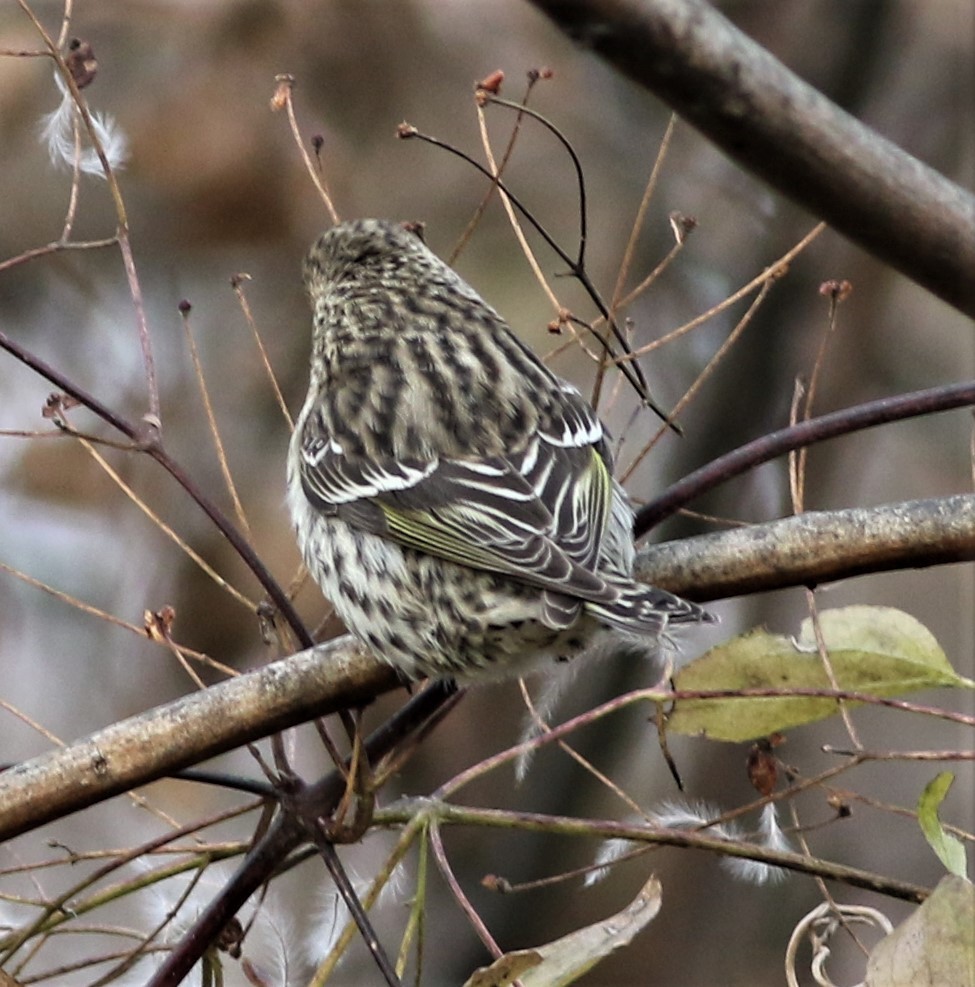 Pine Siskin - ML289327271