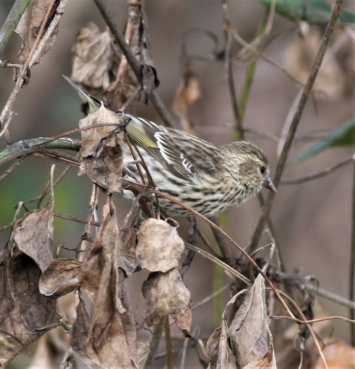 Pine Siskin - ML289327301