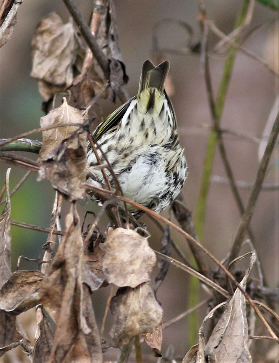 Pine Siskin - ML289327321