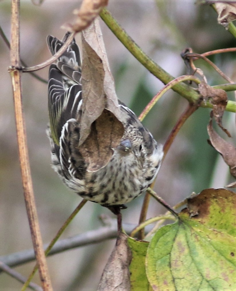 Pine Siskin - ML289327341