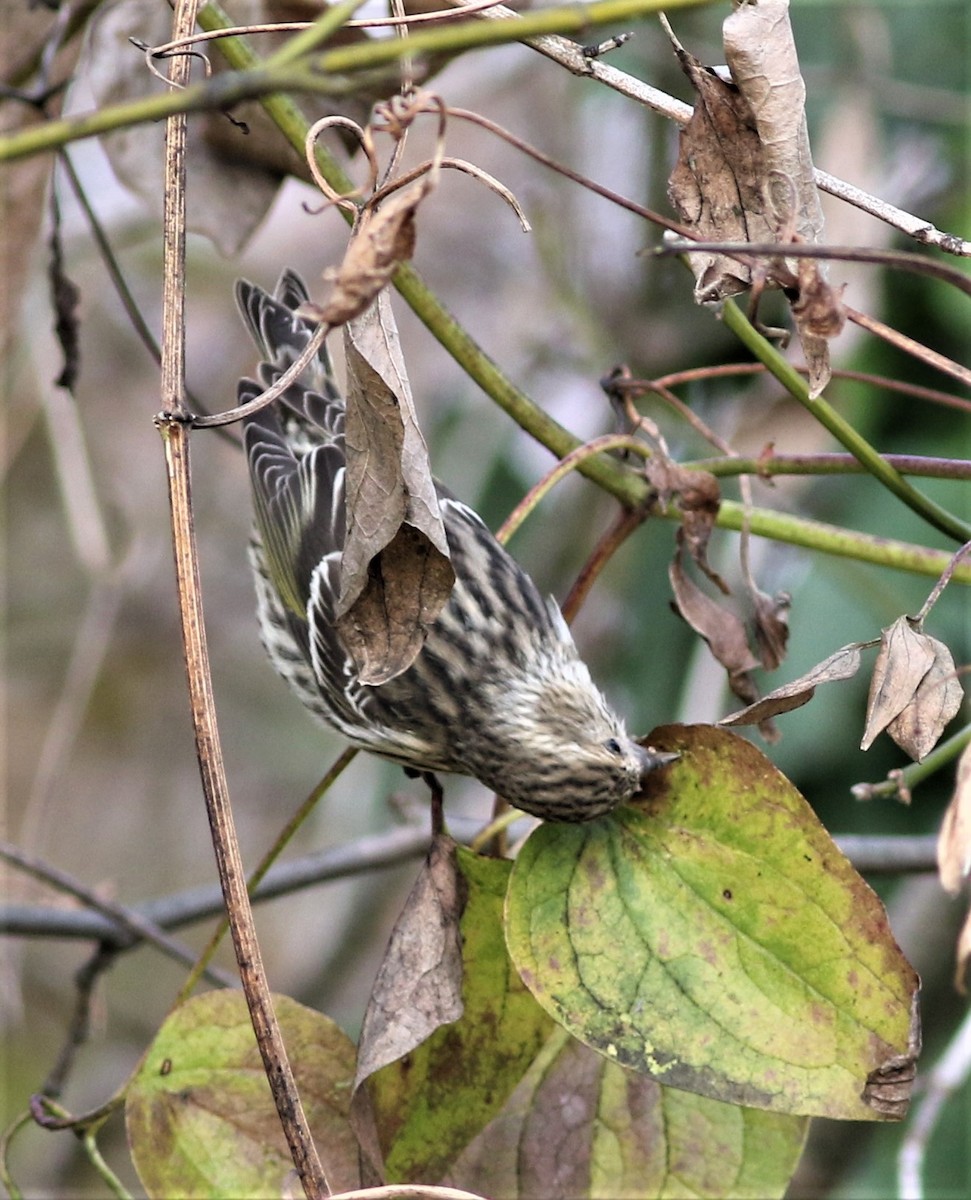 Pine Siskin - ML289327351