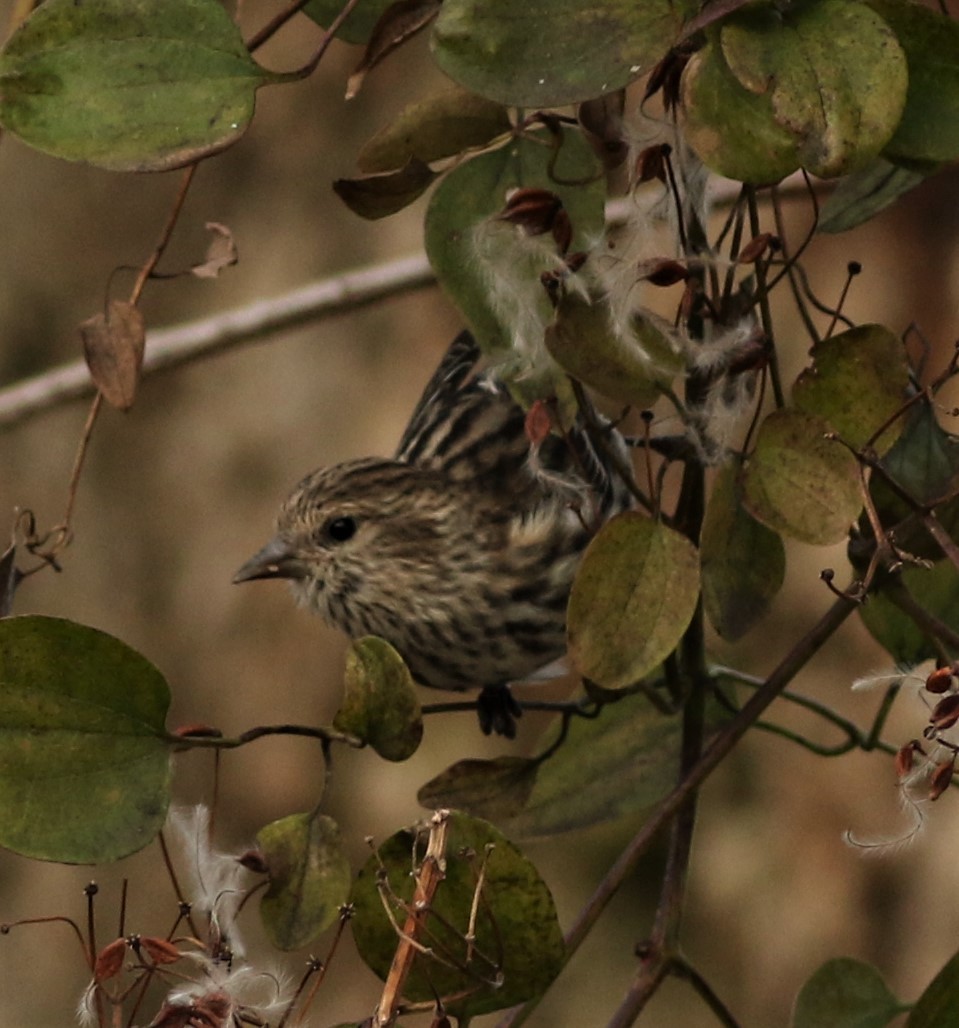 Pine Siskin - ML289327371