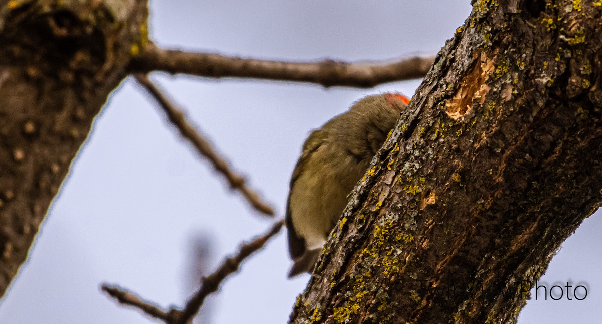 passerine sp. - Twin View