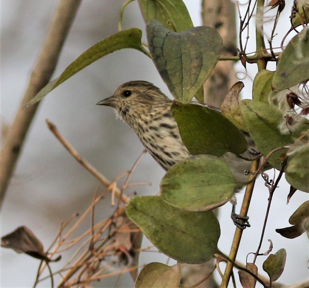 Pine Siskin - ML289327451