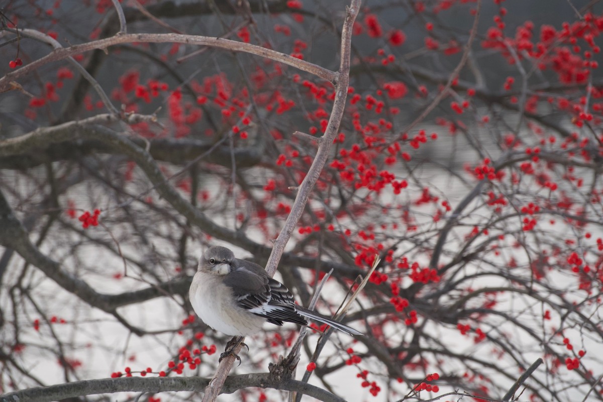 Northern Mockingbird - ML289327641