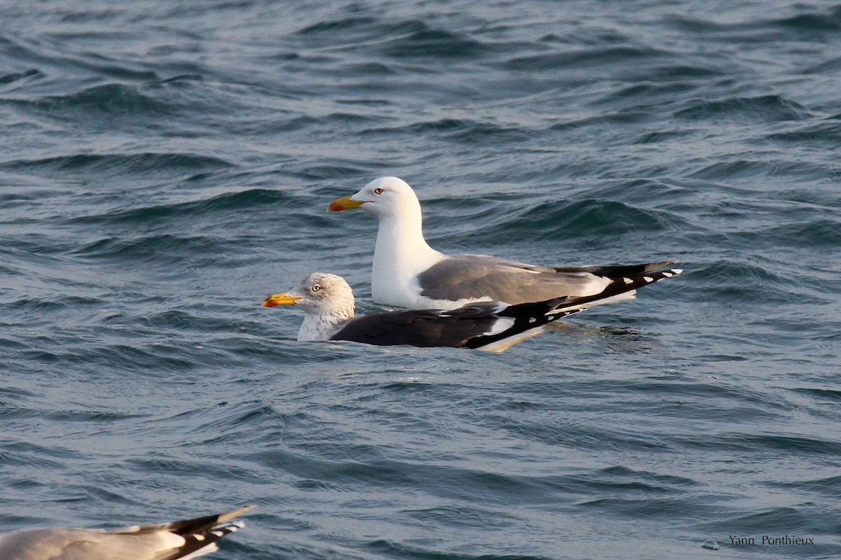 Lesser Black-backed Gull - ML289328301