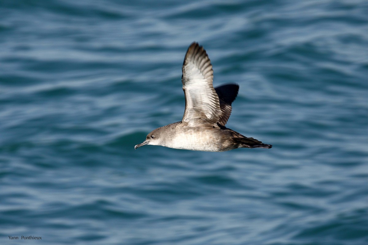 Balearic Shearwater - ML289328451