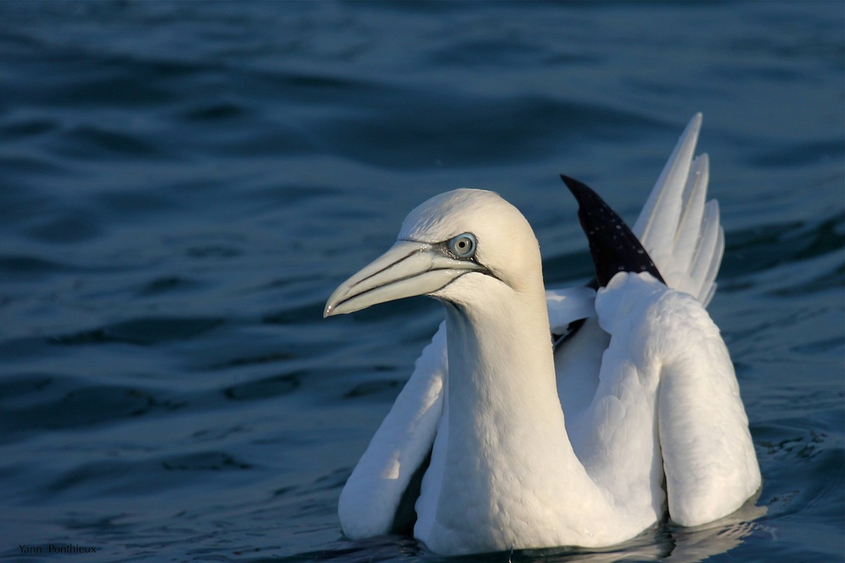 Northern Gannet - ML289328531