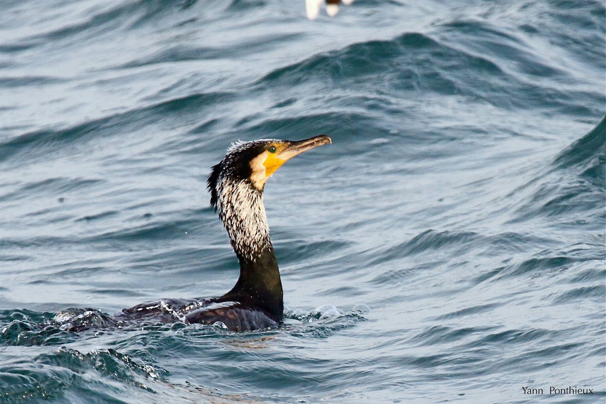 Great Cormorant - ML289328641