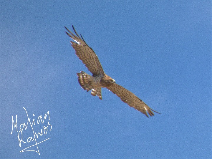 Short-toed Snake-Eagle - ML289328801