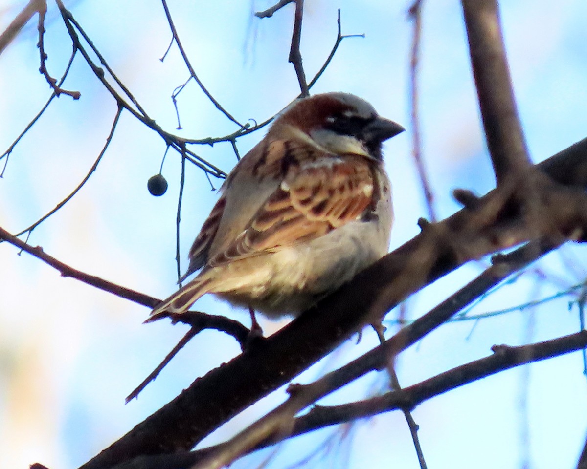 House Sparrow - ML289330661